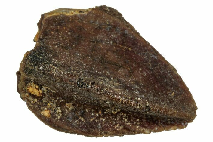 Fossil Dinosaur (Triceratops) Tooth - Montana #339866